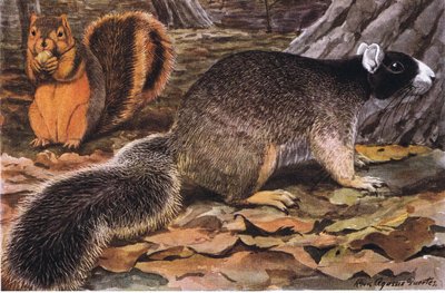 Fox Squirrel, colours vary-black in south, rust up north by Louis Agassiz Fuertes